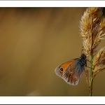 ...život v tráve...