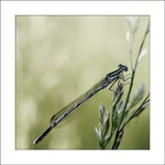 ...život v tráve...