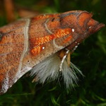 chlupatá na chlupatém