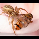 Snídaně v růžích