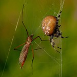 Už jsi večeřel,kamo?