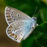 Vzpomínka na motýlí léto