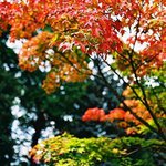 Acer palmatum