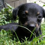 Malý bojovník vo veľkej tráve