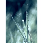 *** V ranním svitu ***