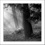 Návraty do veltruského parku XXXIII - zídka u Sfingy