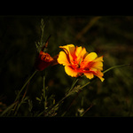 ***POSLEDNÍ PAPRSKY***