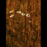 ***POSLEDNÍ ZAHŘÁTÍ***