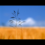 ***UŽ JEN VE VZPOMÍNKÁCH***