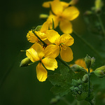 Chelidonium majus