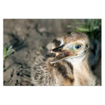 Šel pštros s pštrosicí a s malými pštrosáčaty ...