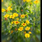 Výřez z jarní zahrady