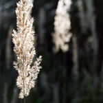 calamagrostis