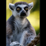 Lemur
