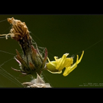 Běžník kopretinový