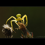 Běžník kopretinový