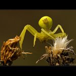 Běžník kopretinový