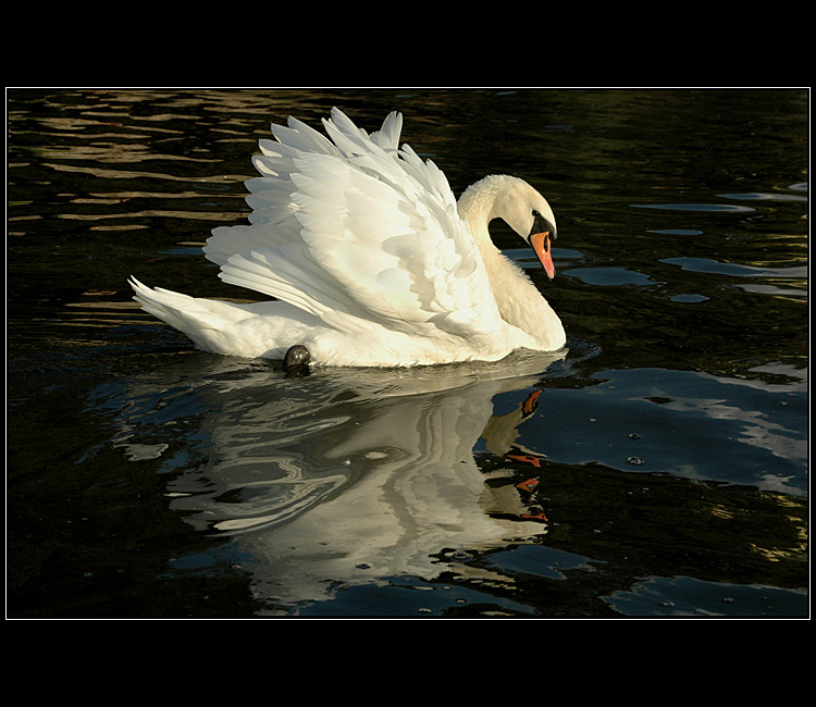 Královna na Vltavě