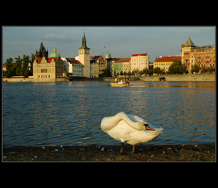 Labuť ze Slovanského ostrova