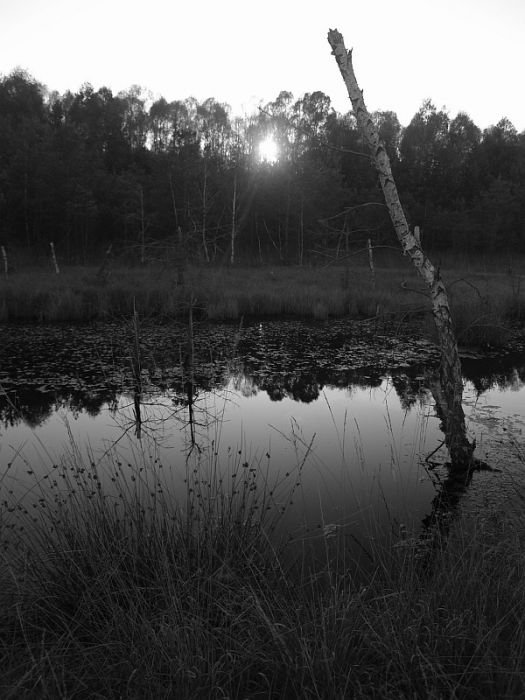 Borkovická blata II