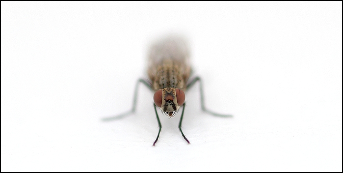 ... bzzz ...