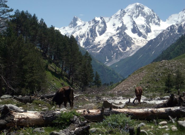 Kavkaz I