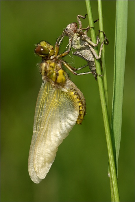 Libellula depressa