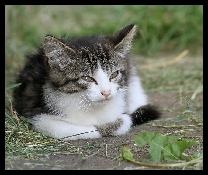 Kote II