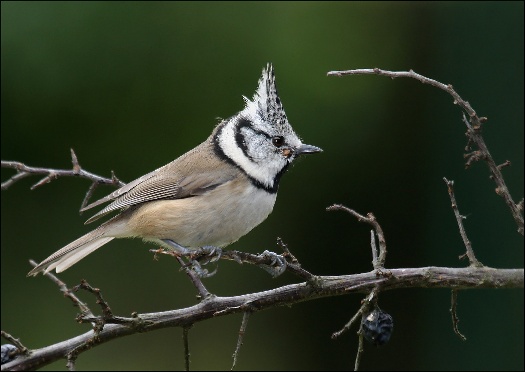 Sýkora parukářka - Parus cristatus