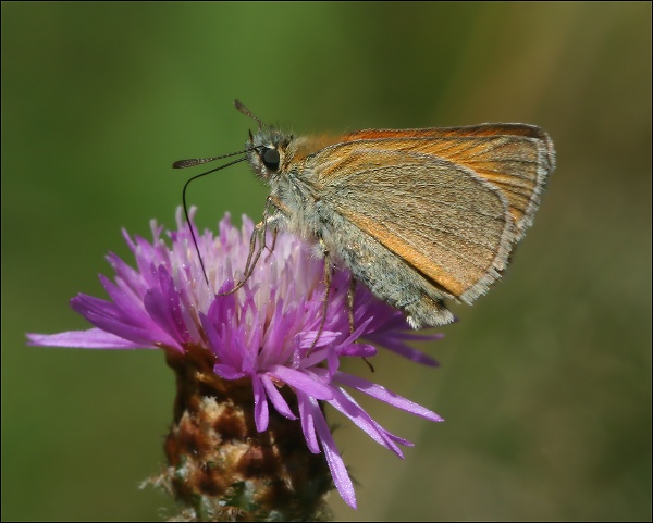 Soumračník čárečkovaný - Thymelicus lineola