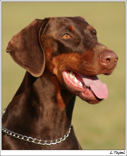 Kasandra Halit Paša