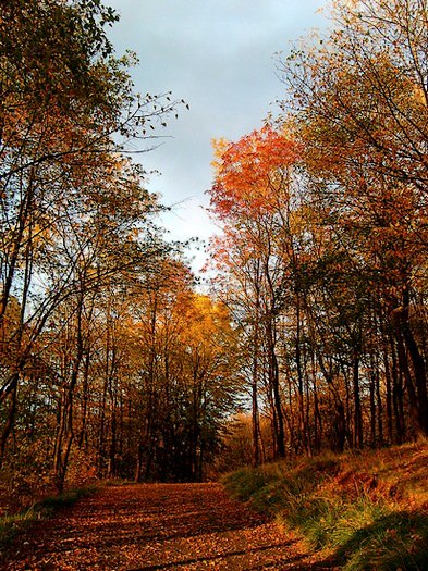 Woodland walk