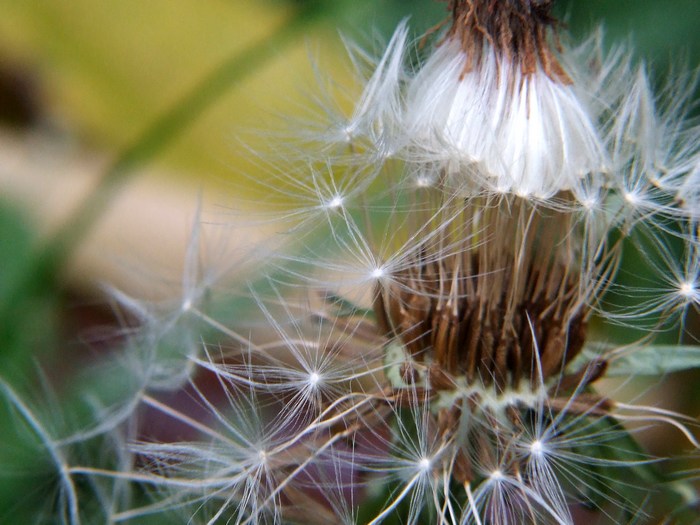 ...poslední chmýří...
