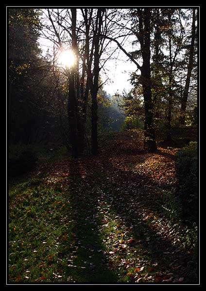 tak jednou na podzim v lese..