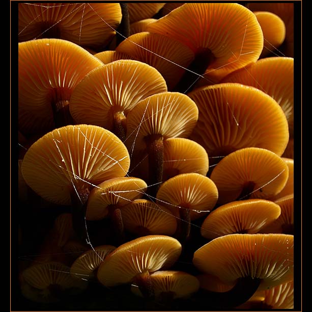 the mushroom kingdom..