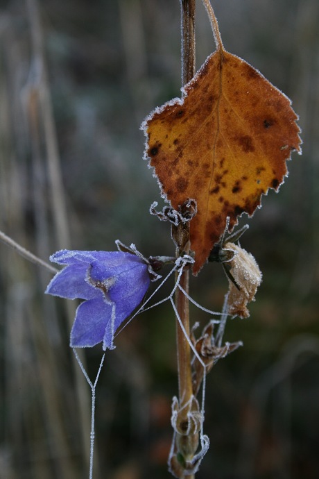 zima klepe na dveře
