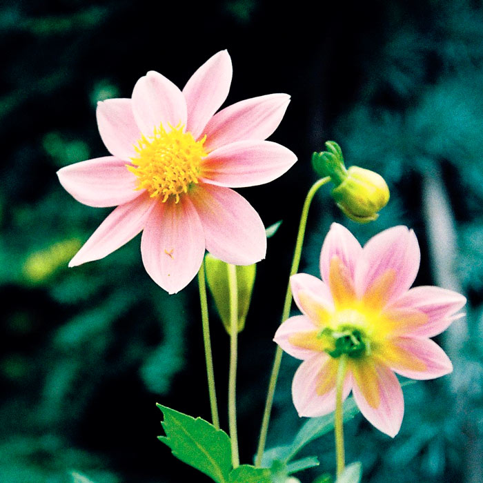delicate flower