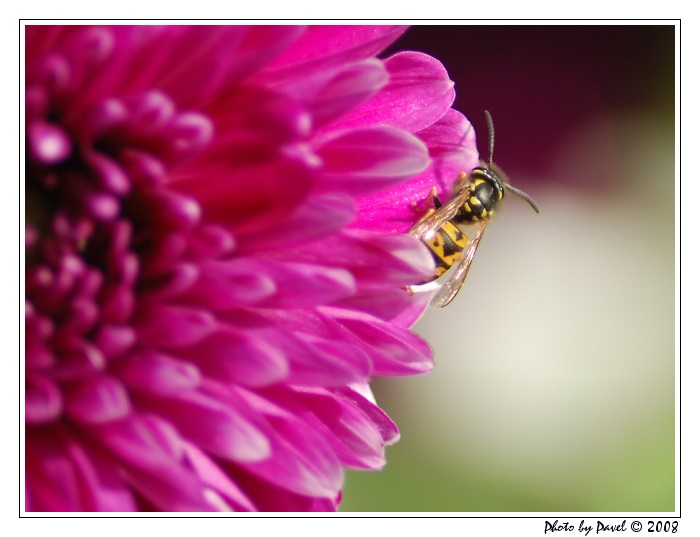 Paravespula vulgaris