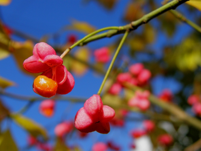 ptačí mls
