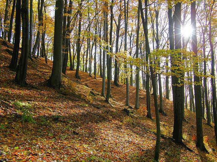 bučina