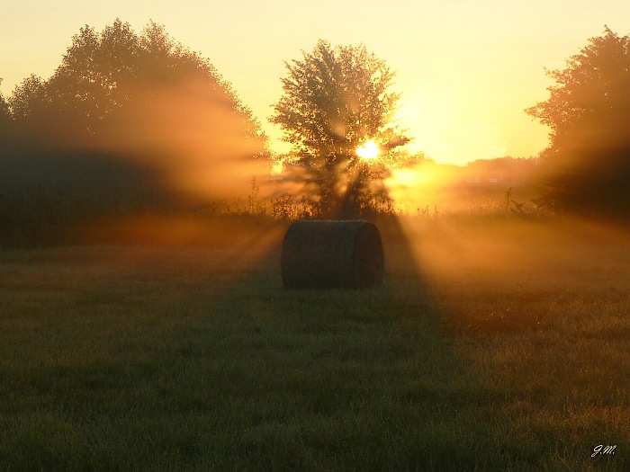 Jitřenka