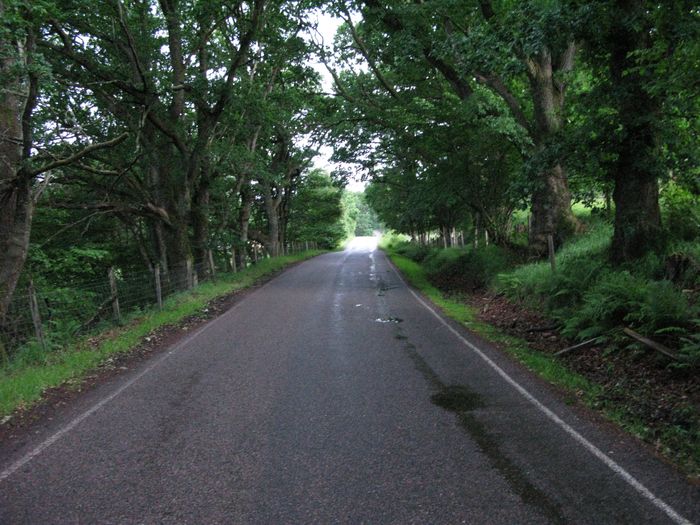 dubovy tunel