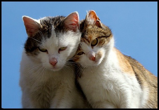 Když dva se rádi mají...