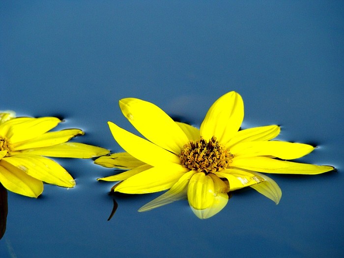 Kitinky na vodě ...