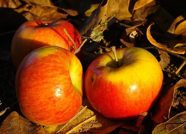 Podzimní jablíčka...