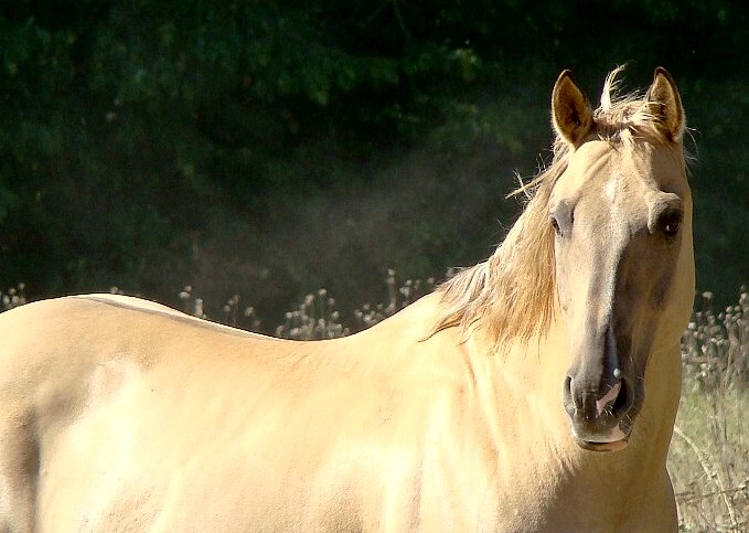 Za brzkého rána s kapkou mhly :-)