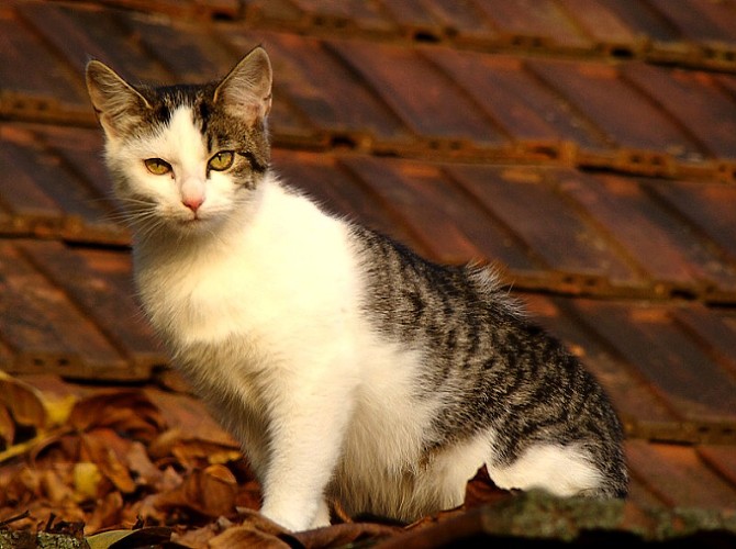 Střešní hlídač :-)