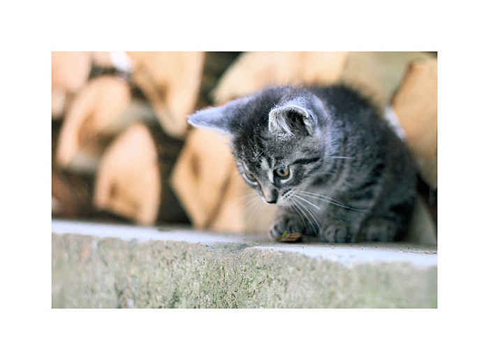 cat