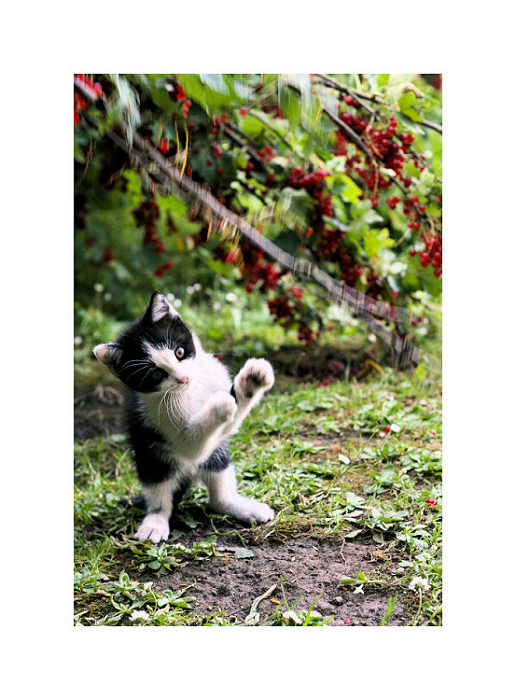cat