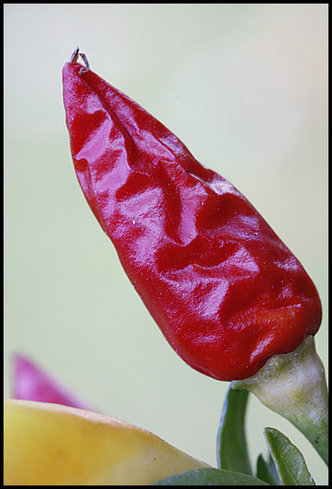 Red hot chili